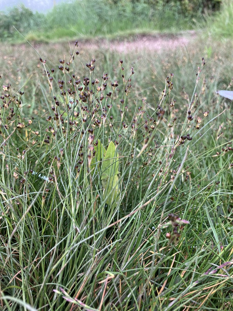 Juncus gerardi subsp. gerardi photo 4