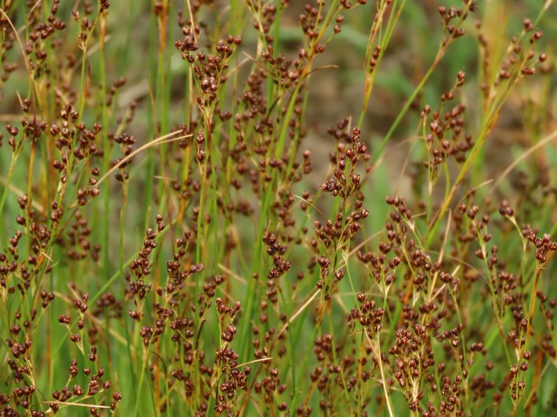 Juncus gerardi subsp. gerardi photo 5