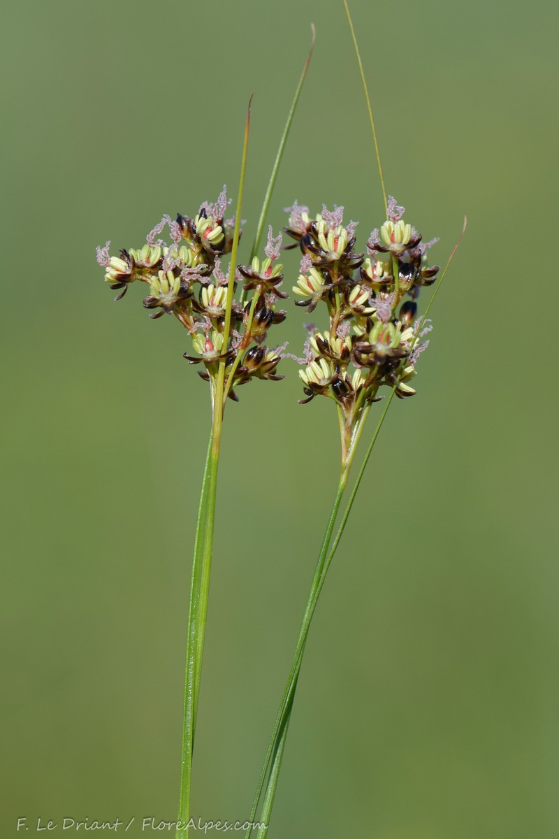 Juncus gerardi subsp. gerardi photo 6