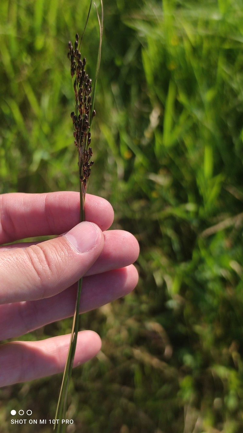 Juncus gerardi subsp. gerardi photo 7