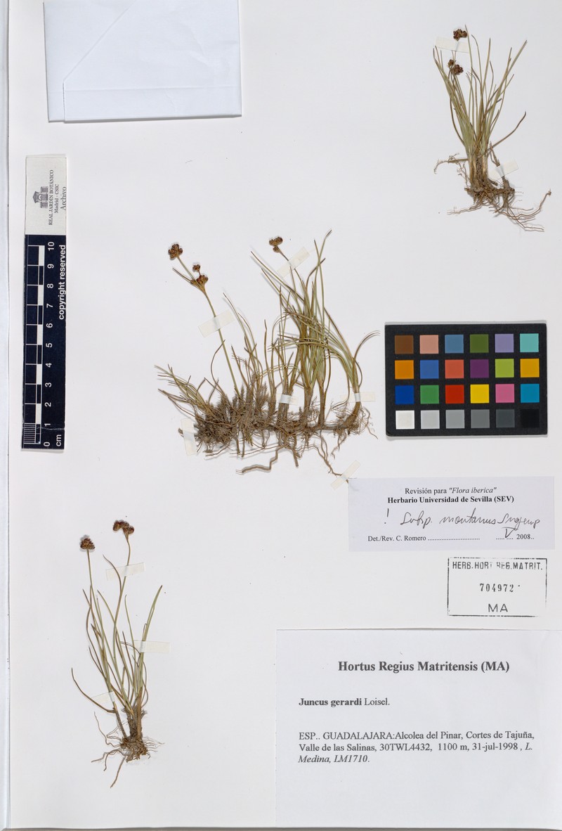 Juncus gerardi subsp. montanus