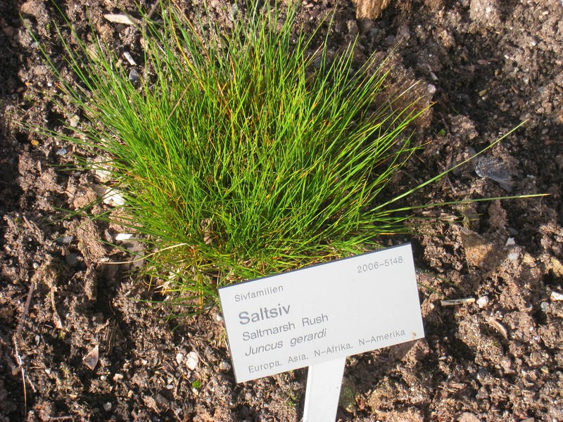 Saltmeadow Rush photo 2