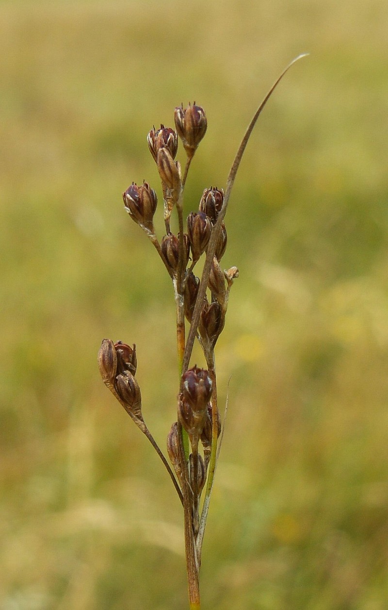 Saltmeadow Rush photo 3