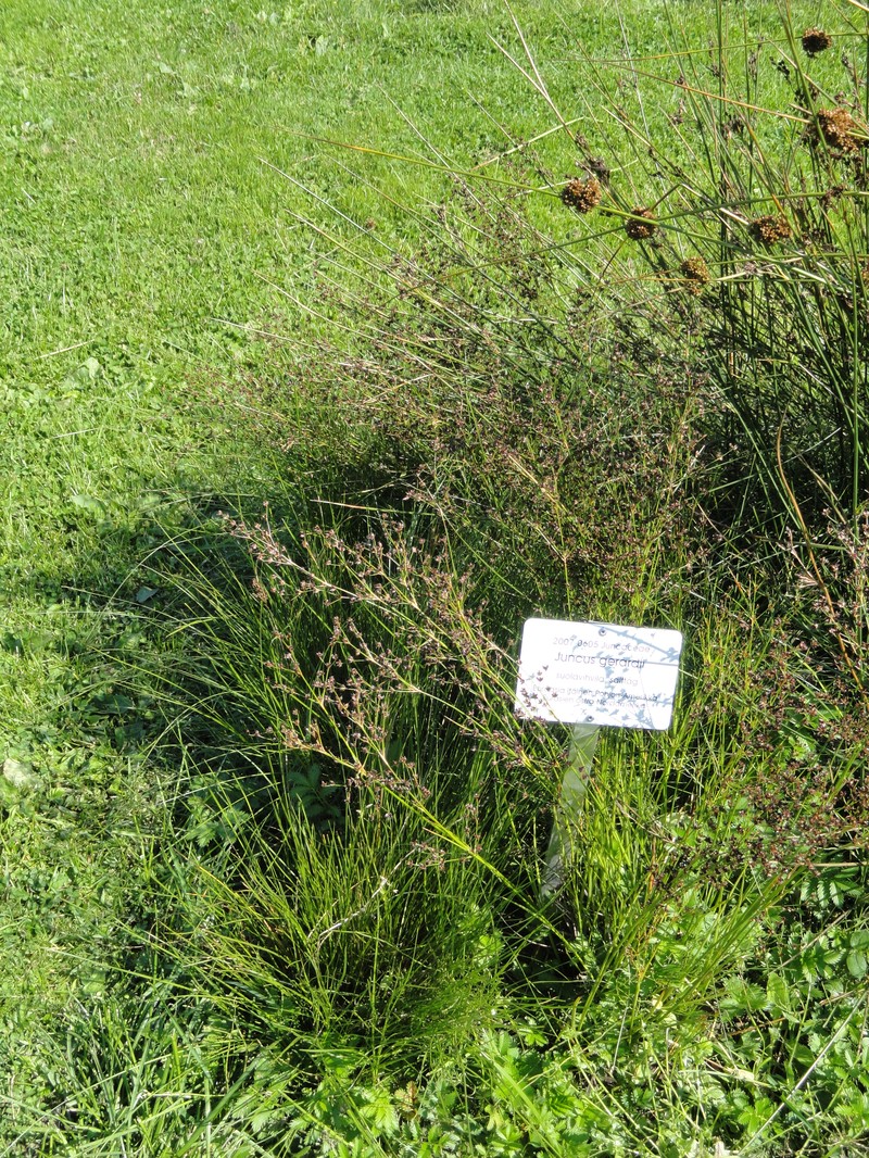 Saltmeadow Rush photo 5