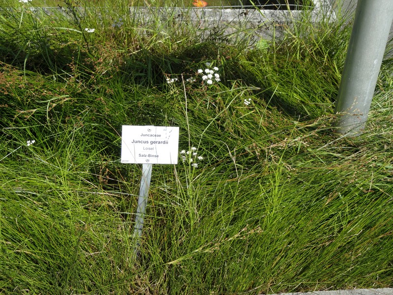 Saltmeadow Rush photo 6