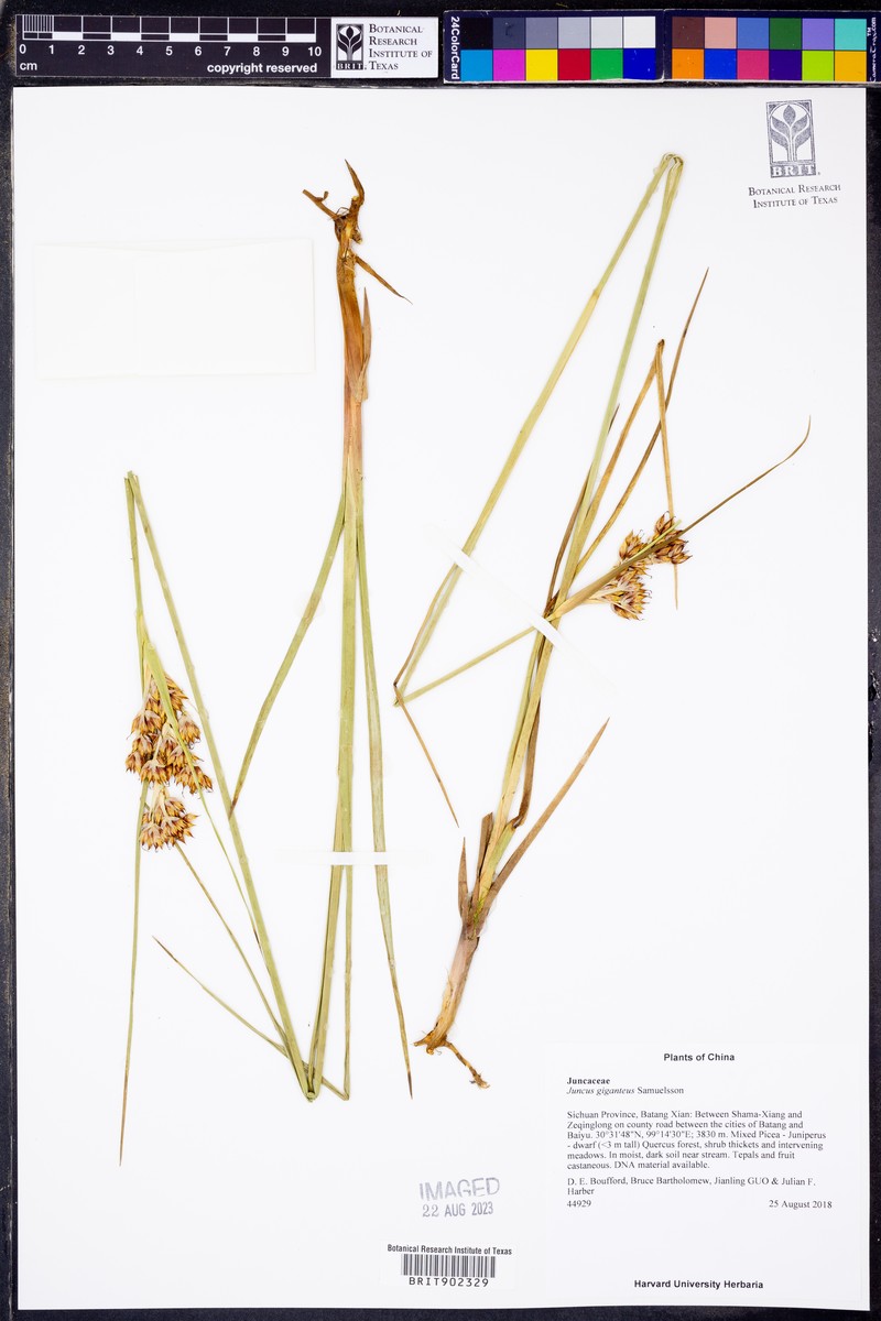 Juncus giganteus