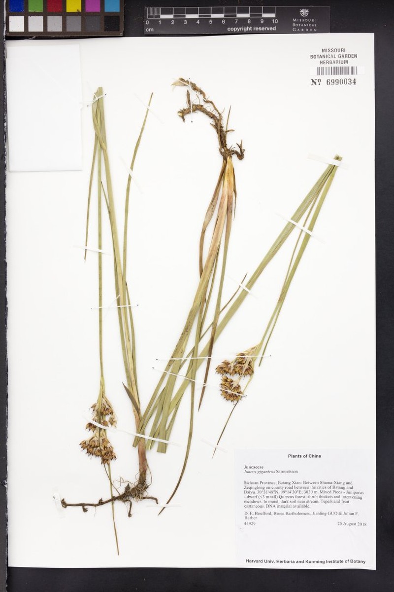Juncus giganteus photo 2
