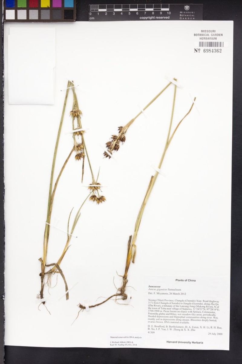 Juncus giganteus photo 3