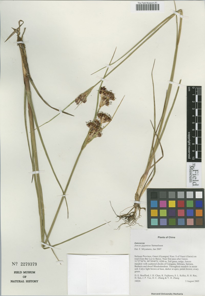 Juncus giganteus photo 4