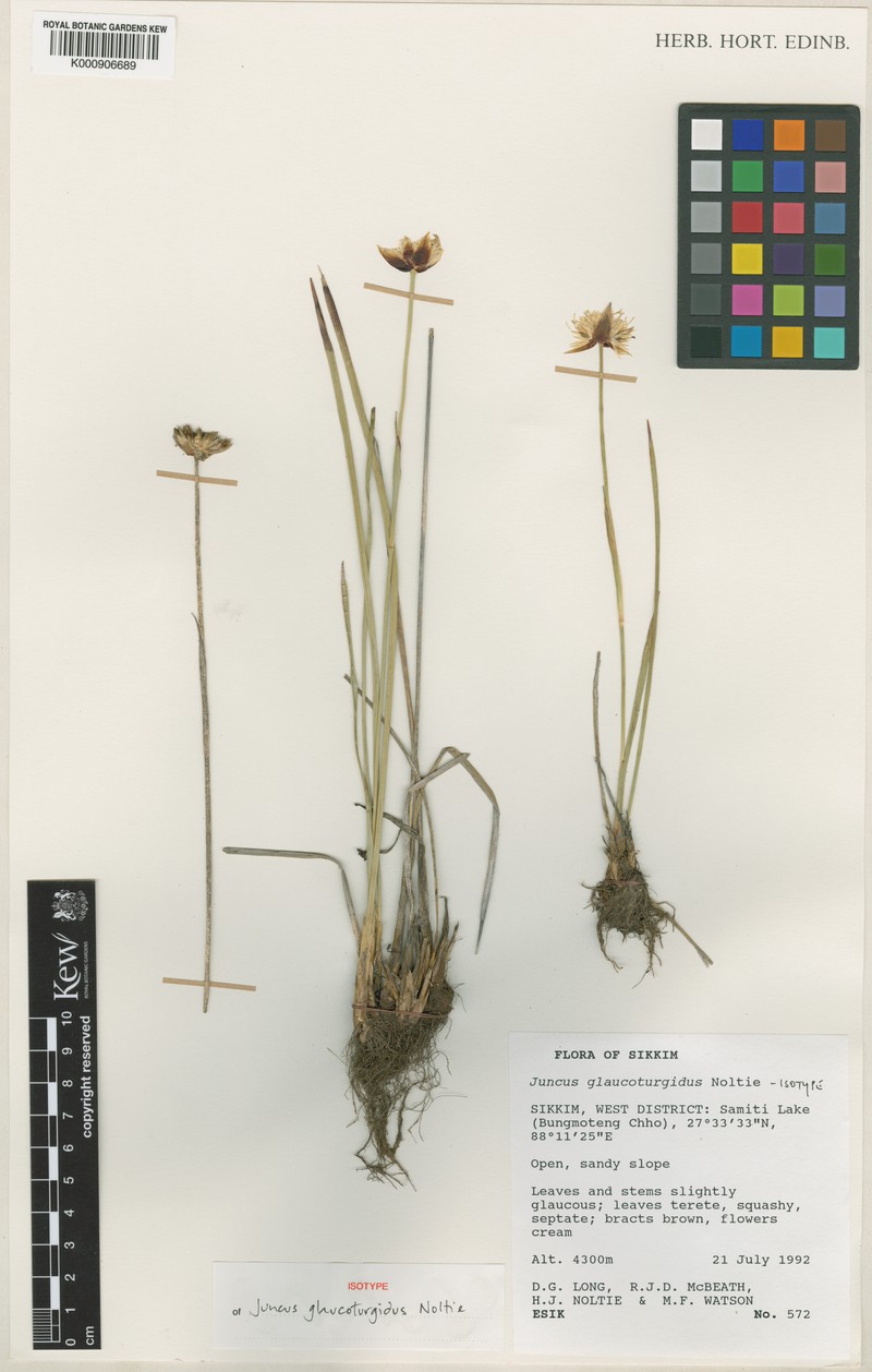 Juncus glaucoturgidus