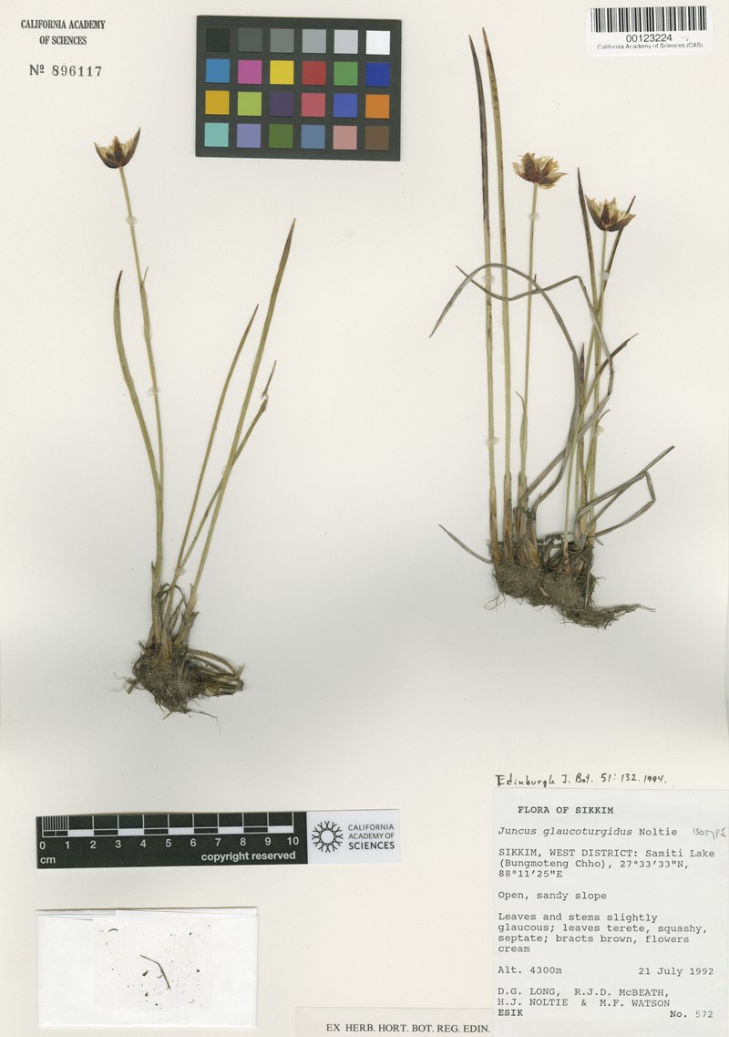Juncus glaucoturgidus photo 2