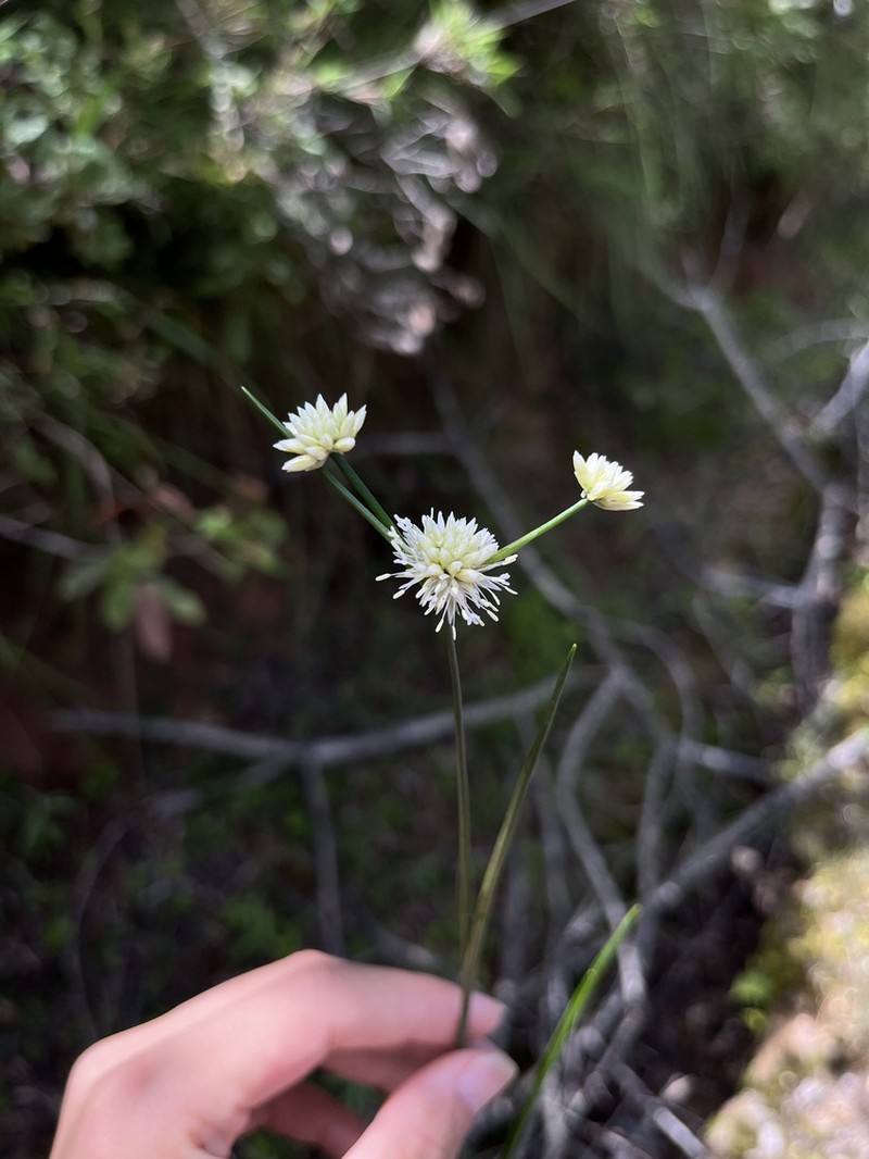 Juncus gracilicaulis