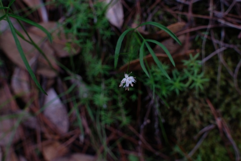 Juncus gracilicaulis photo 2