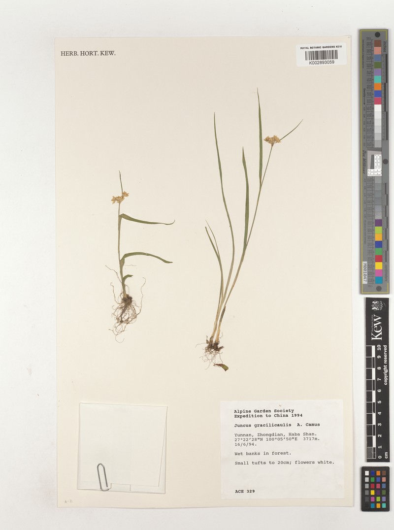Juncus gracilicaulis photo 4