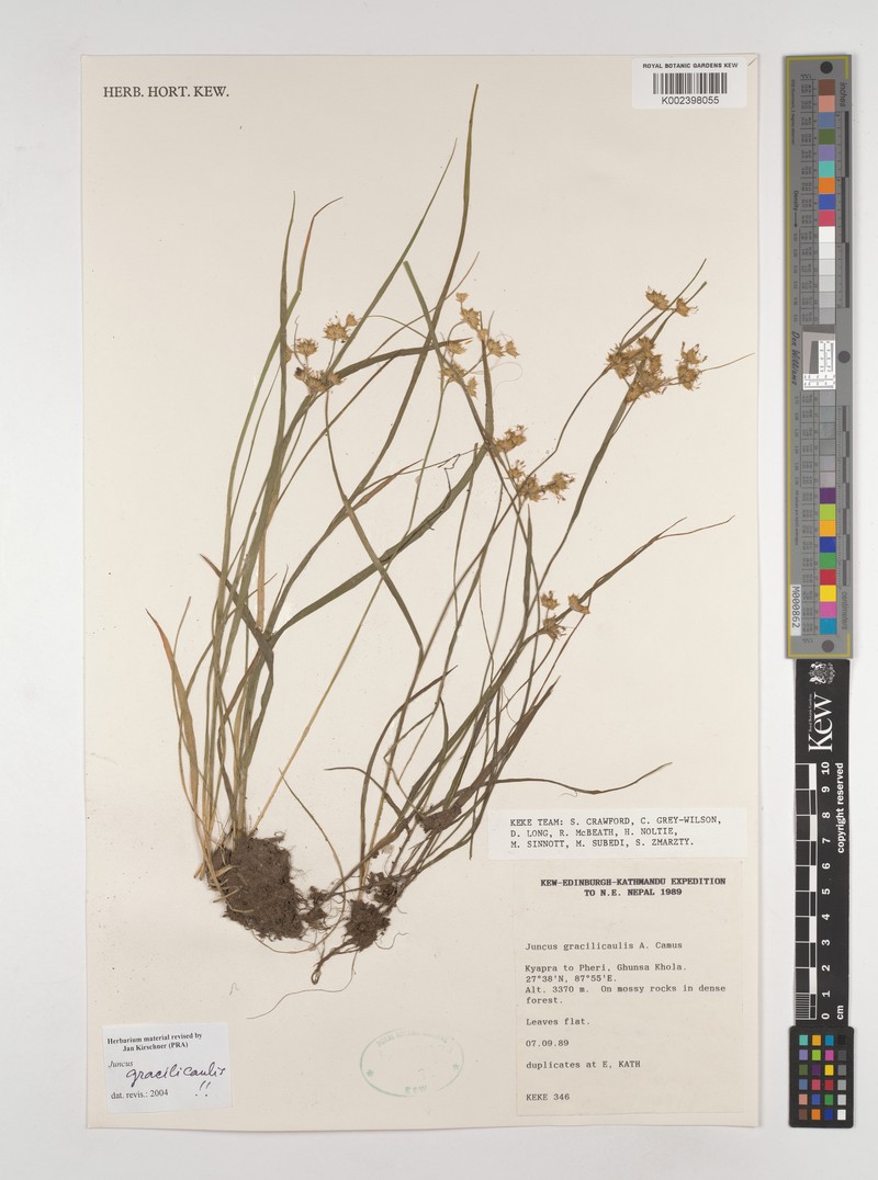 Juncus gracilicaulis photo 5