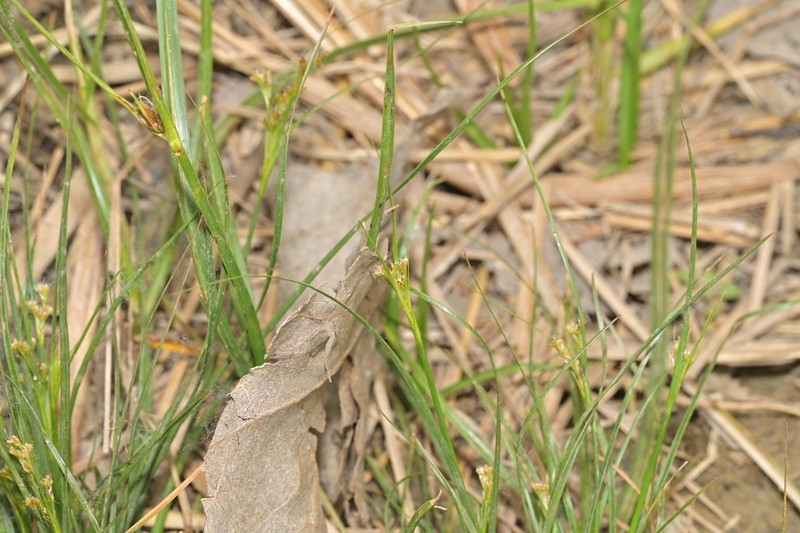 Juncus gracillimus