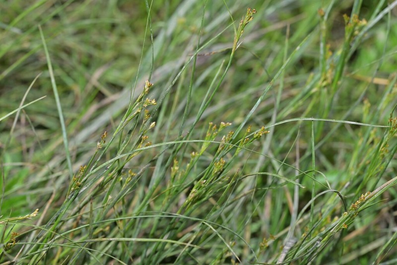 Juncus gracillimus photo 2