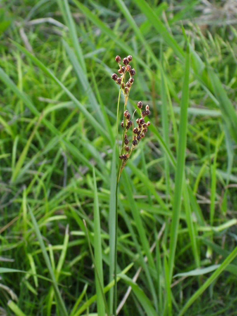 Juncus gracillimus photo 3