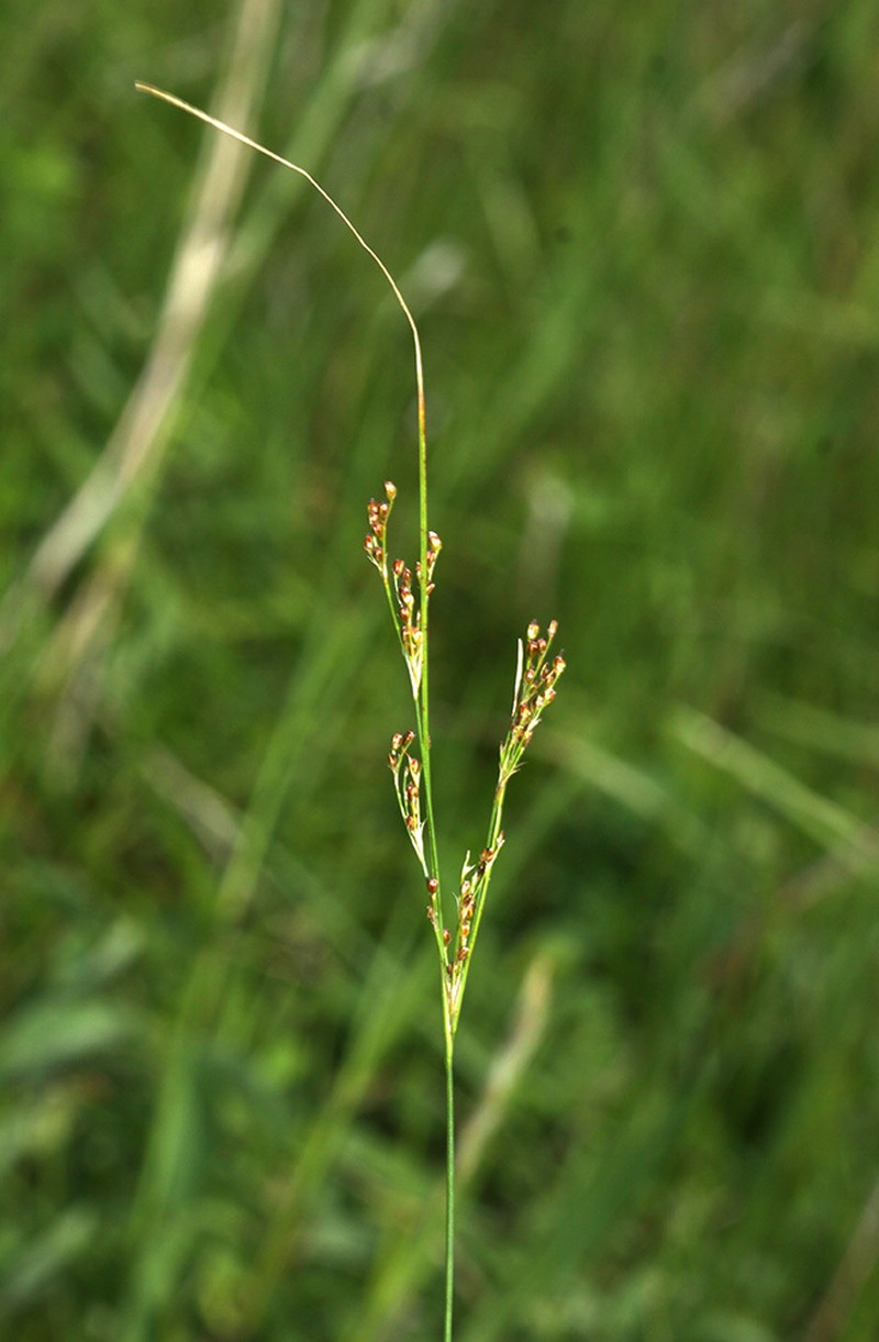 Juncus gracillimus photo 4