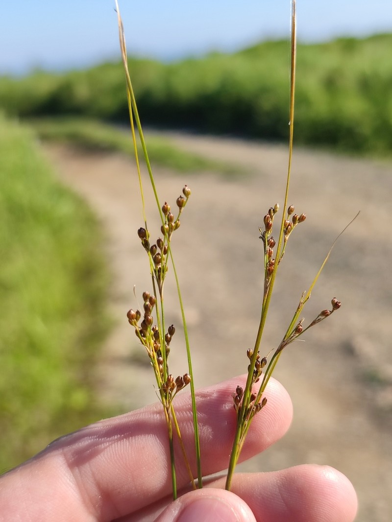 Juncus gracillimus photo 5