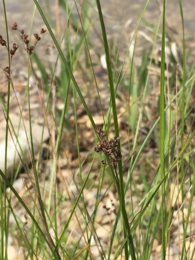 Juncus gracillimus photo 6