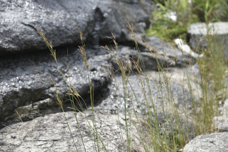 Juncus gracillimus photo 7