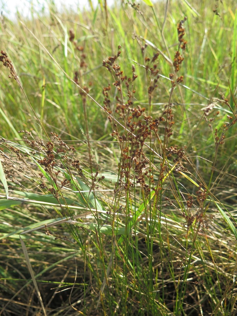 Juncus gracillimus photo 8