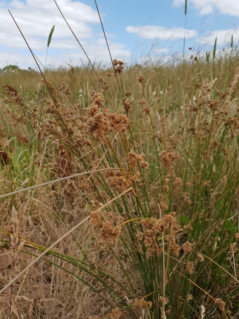 Juncus gregiflorus