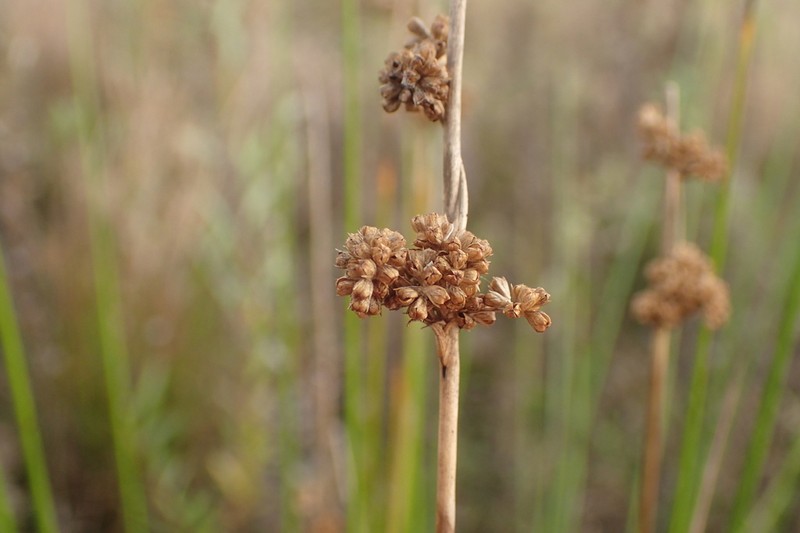 Juncus gregiflorus photo 2
