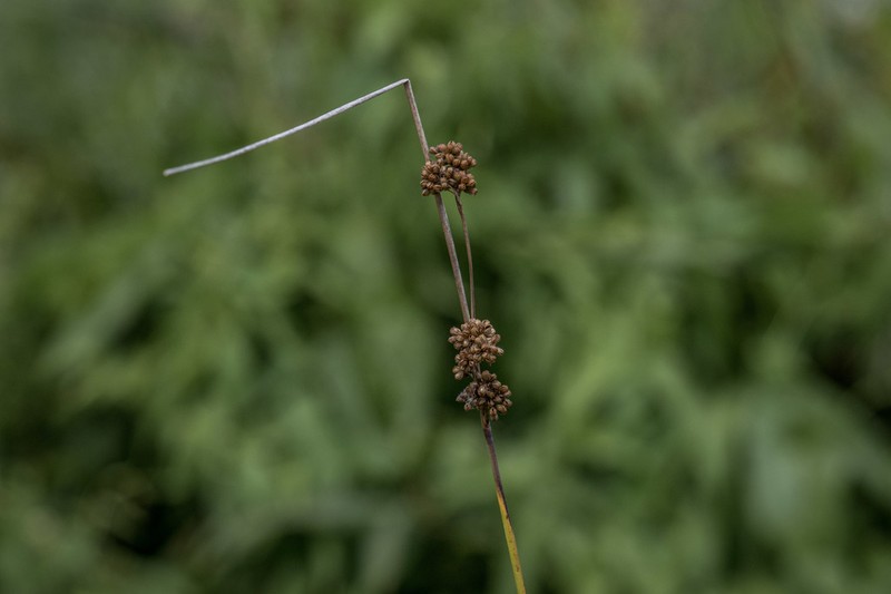 Juncus gregiflorus photo 5