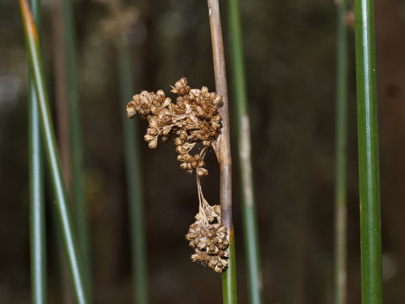 Juncus gregiflorus photo 6