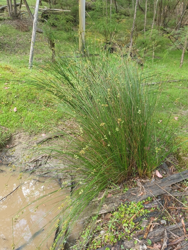 Juncus gregiflorus photo 7