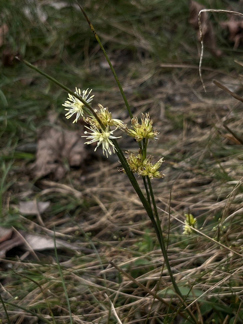 Juncus grisebachii