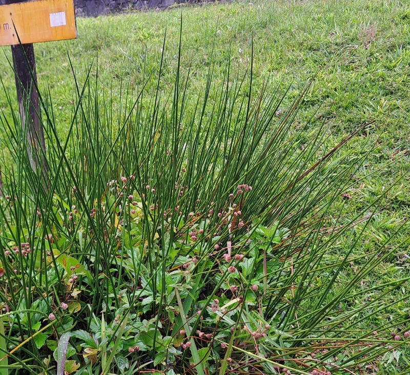 Juncus guadeloupensis