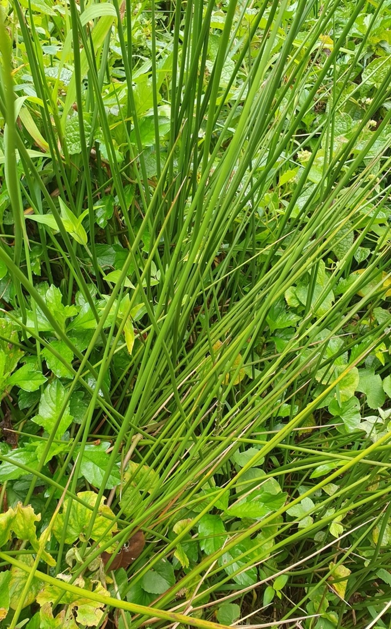 Juncus guadeloupensis photo 2