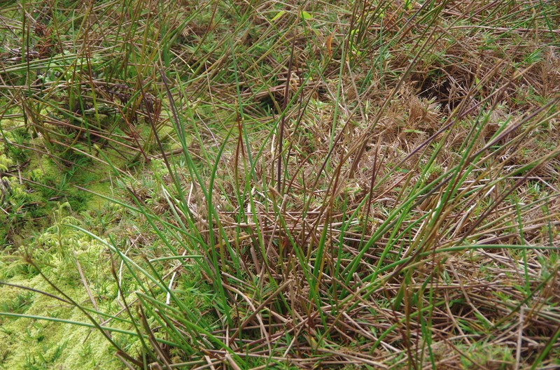 Juncus guadeloupensis photo 3