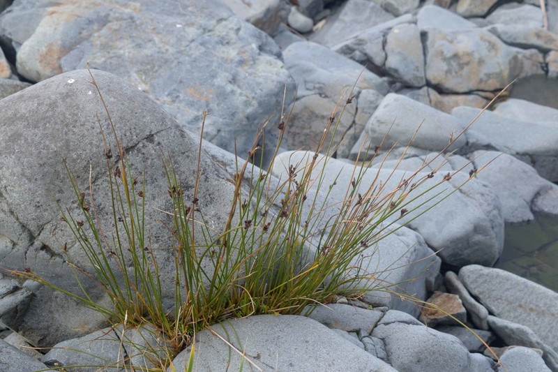 Haenke's Rush photo 3