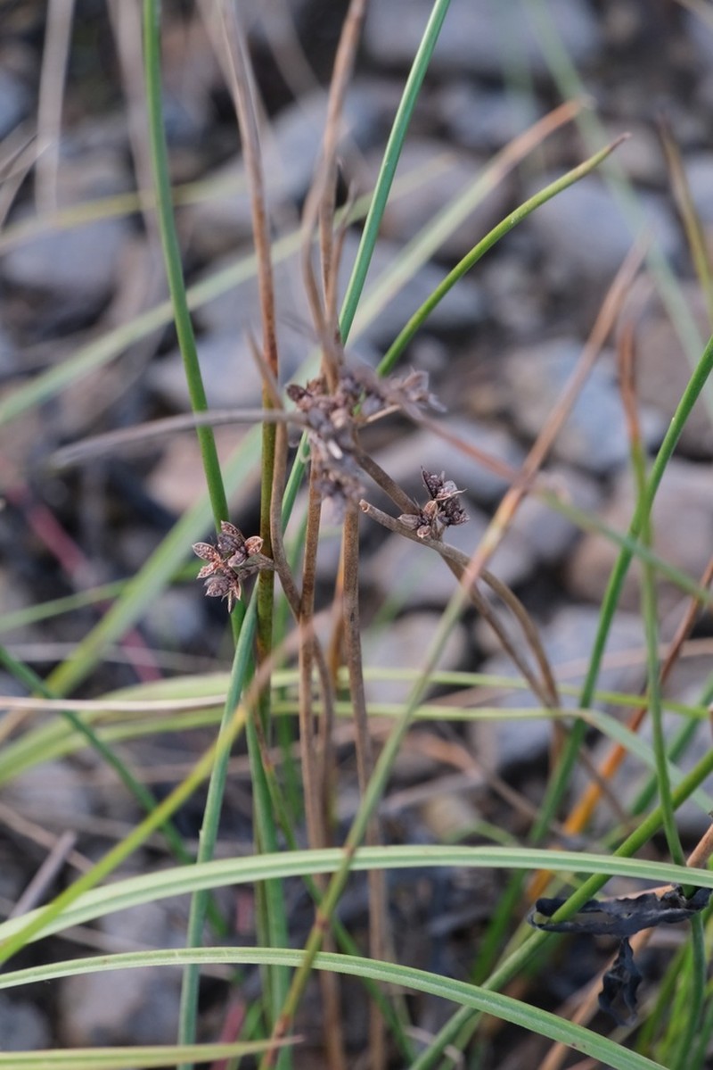 Haenke's Rush photo 6