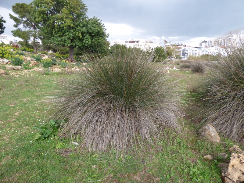 Juncus heldreichianus