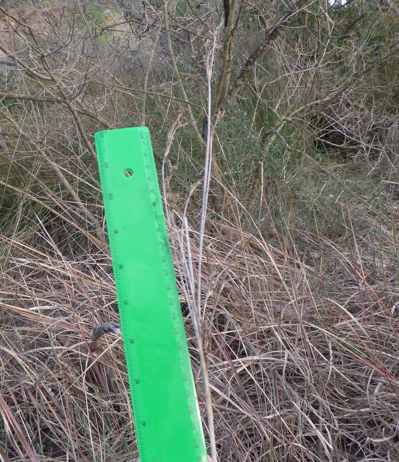 Juncus heldreichianus photo 2