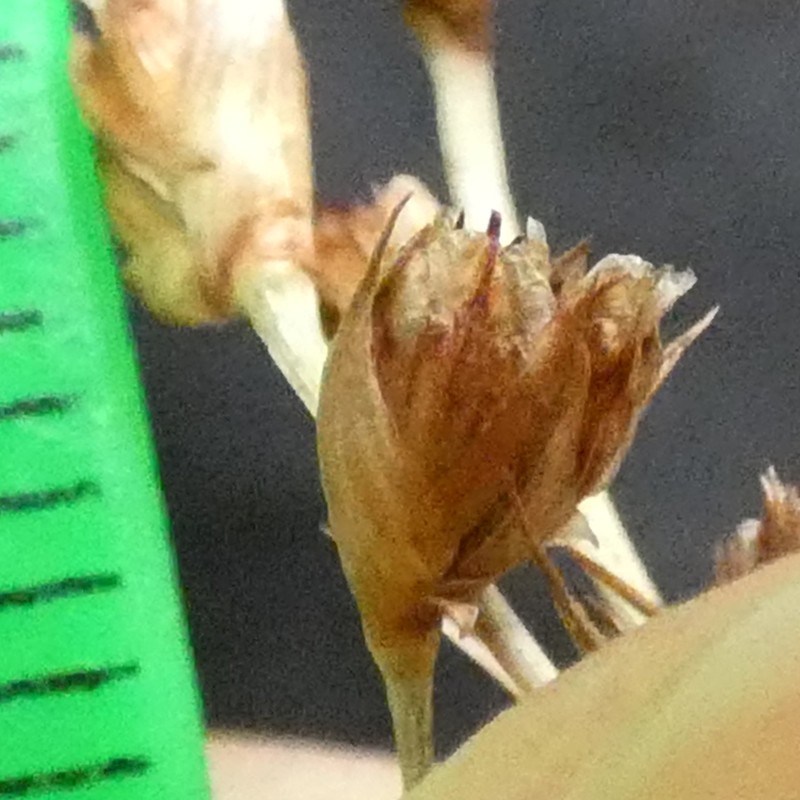 Juncus heldreichianus photo 3