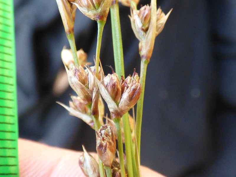 Juncus heldreichianus photo 6
