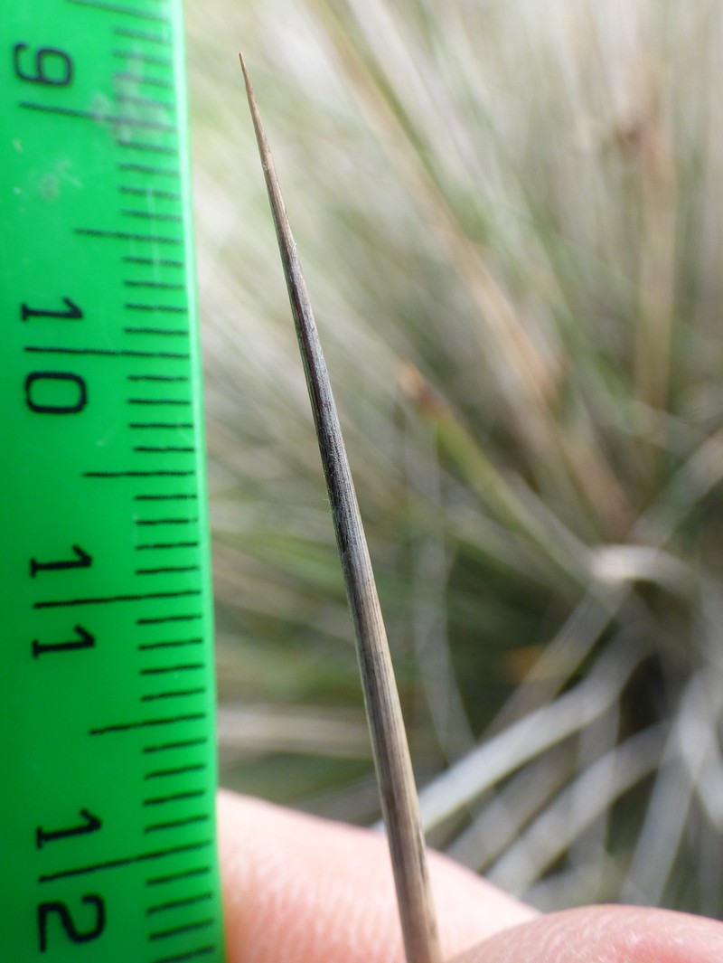 Juncus heldreichianus photo 7