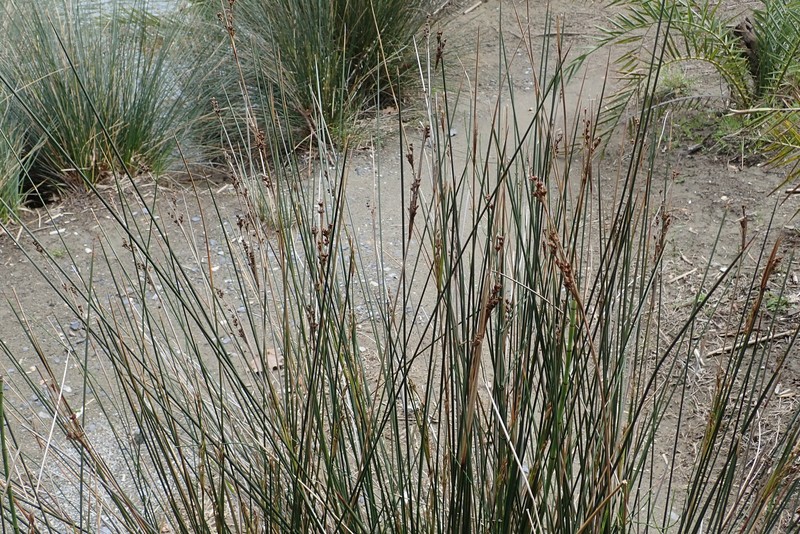 Juncus heldreichianus subsp. heldreichianus