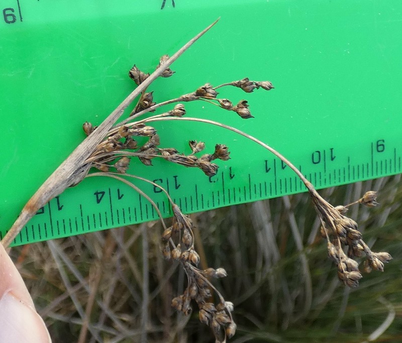 Juncus heldreichianus subsp. heldreichianus photo 2