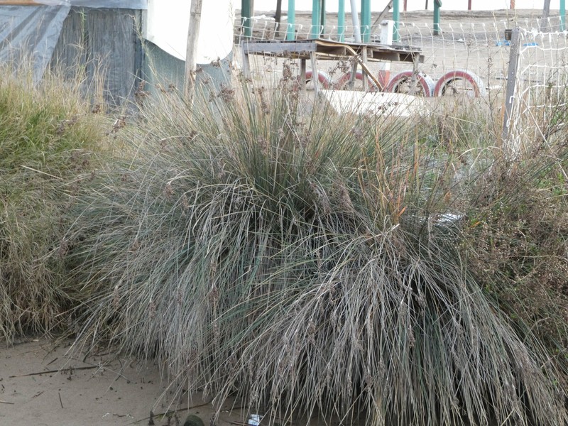 Juncus heldreichianus subsp. heldreichianus photo 4