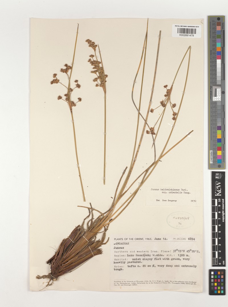 Juncus heldreichianus subsp. orientalis