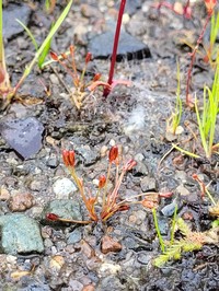 Herman'S Dwarf Rush