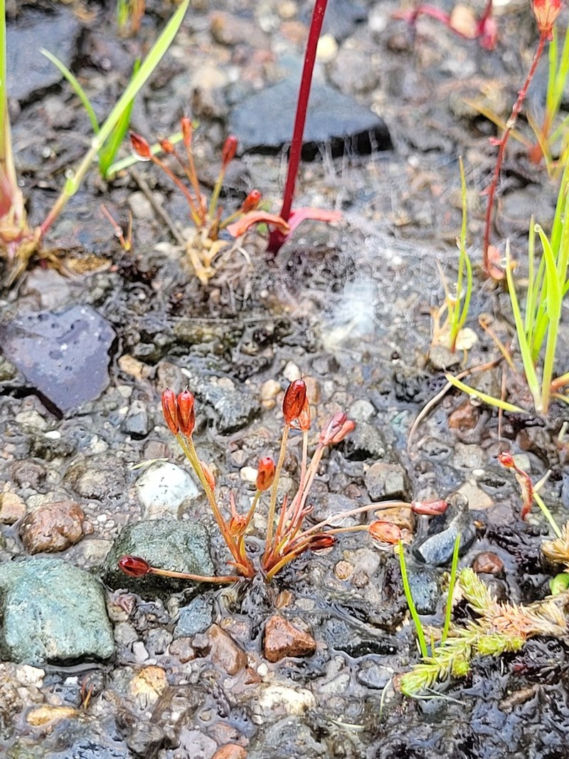 Herman'S Dwarf Rush
