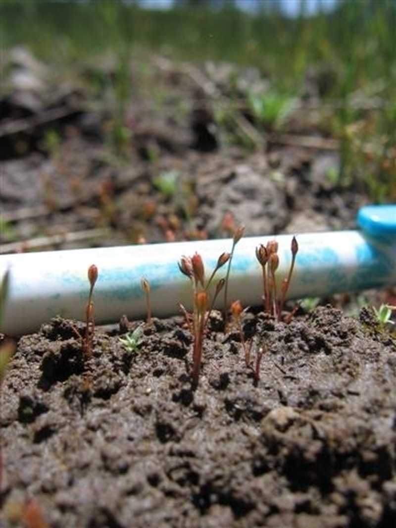 Herman'S Dwarf Rush photo 3